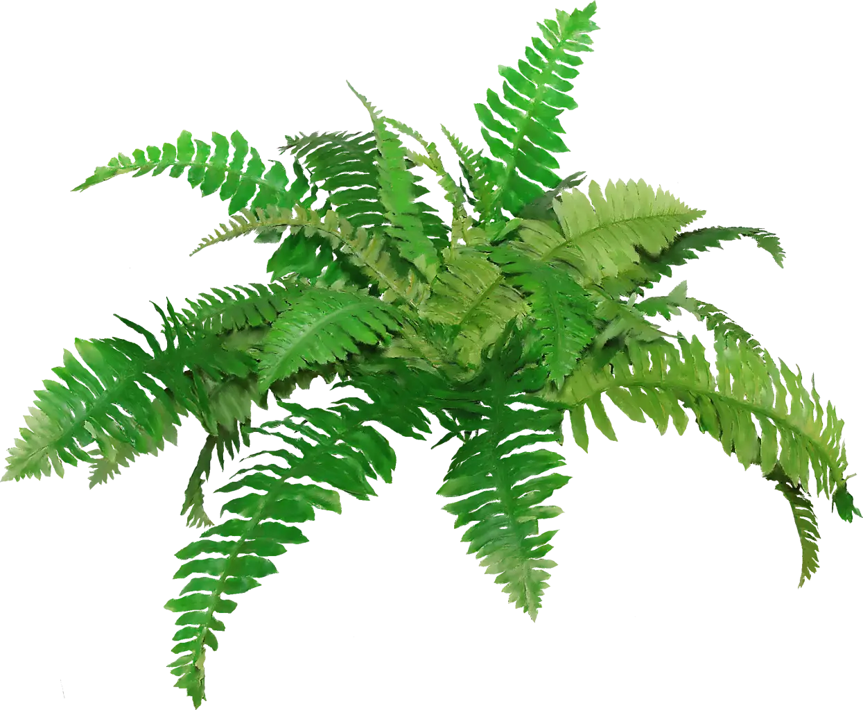 Green Fern Plant with Leafy Texture