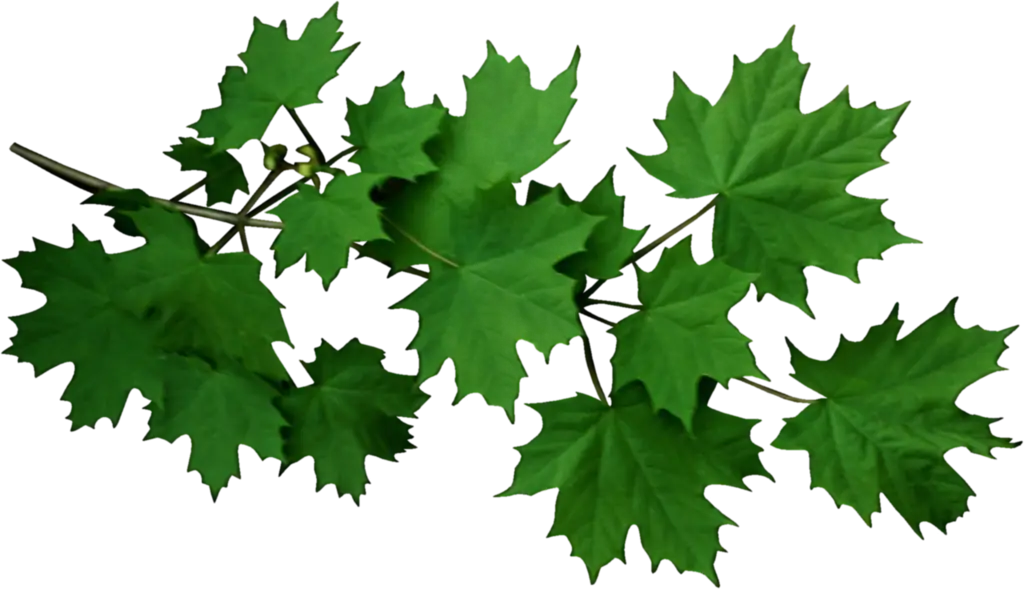 Fresh Green Maple Leaves on a Branch