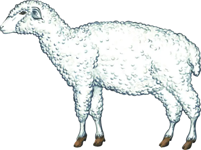 Illustration of a White Sheep