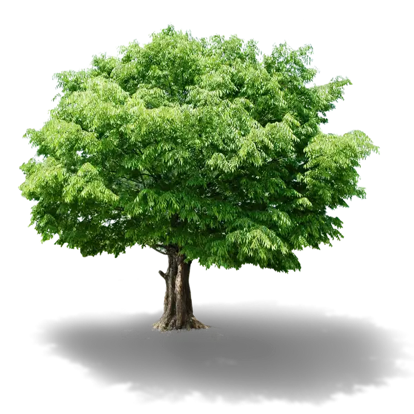 Green Tree with Shadow
