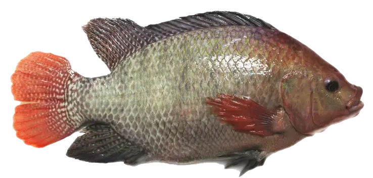Fish with Red Fins