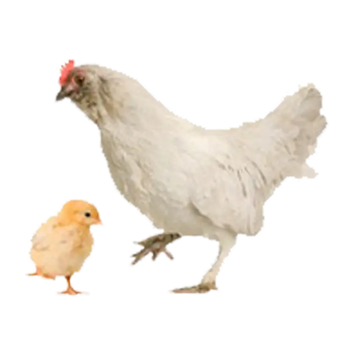 Hen and Chick on Farm