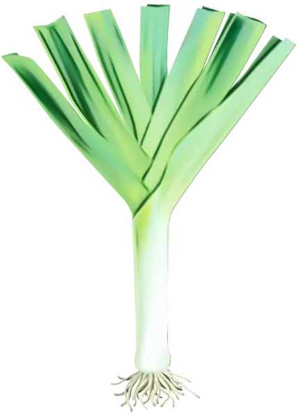 Fresh Green Leek Illustration