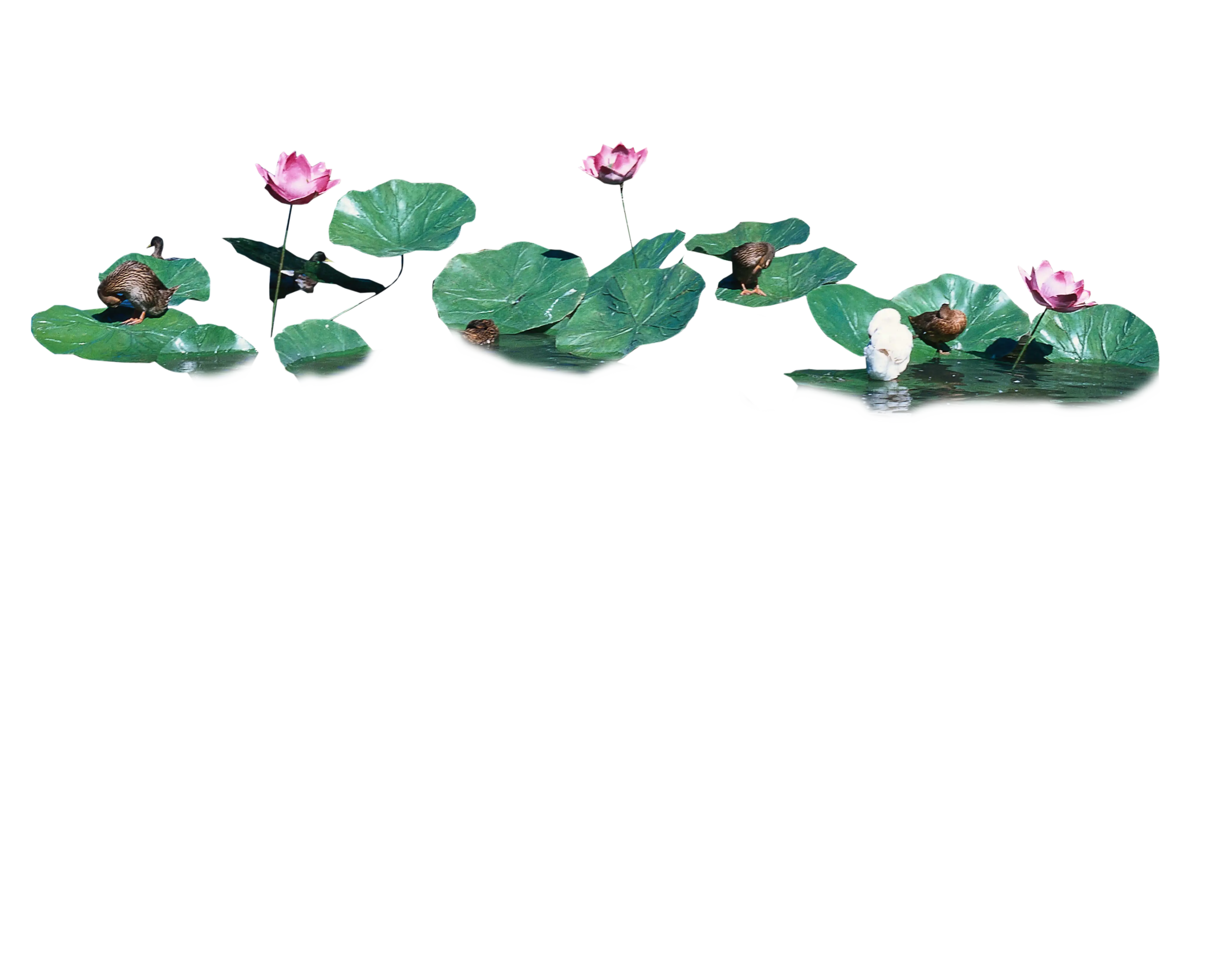 Lotus Flowers and Leaves