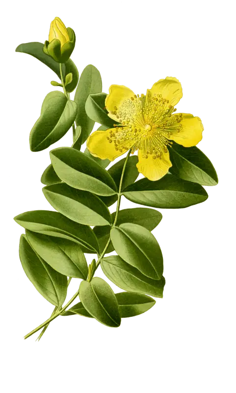 Yellow Flower with Green Leaves