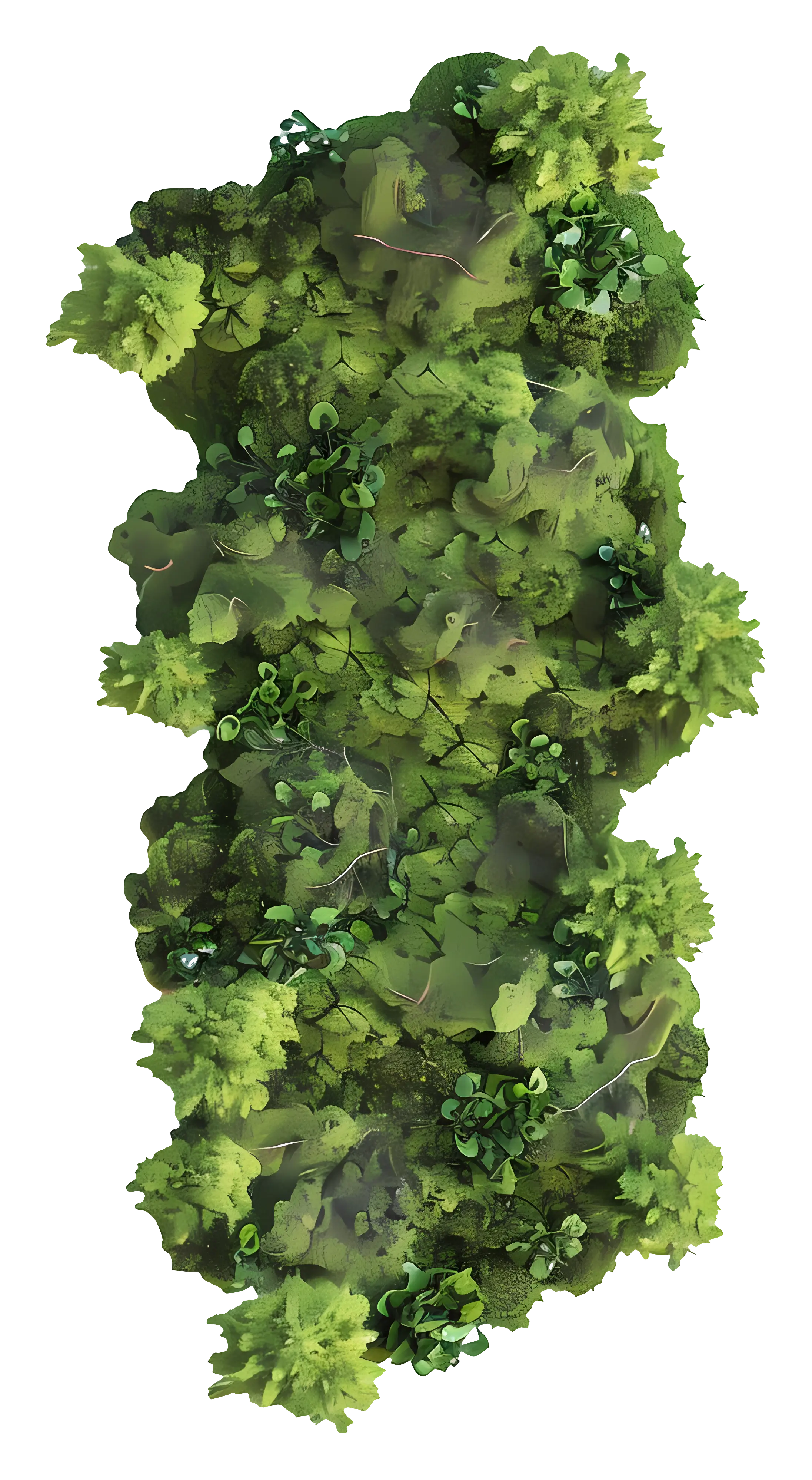 Dense Forest Illustration