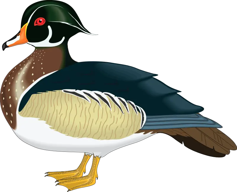 Illustration of a Colorful Wood Duck