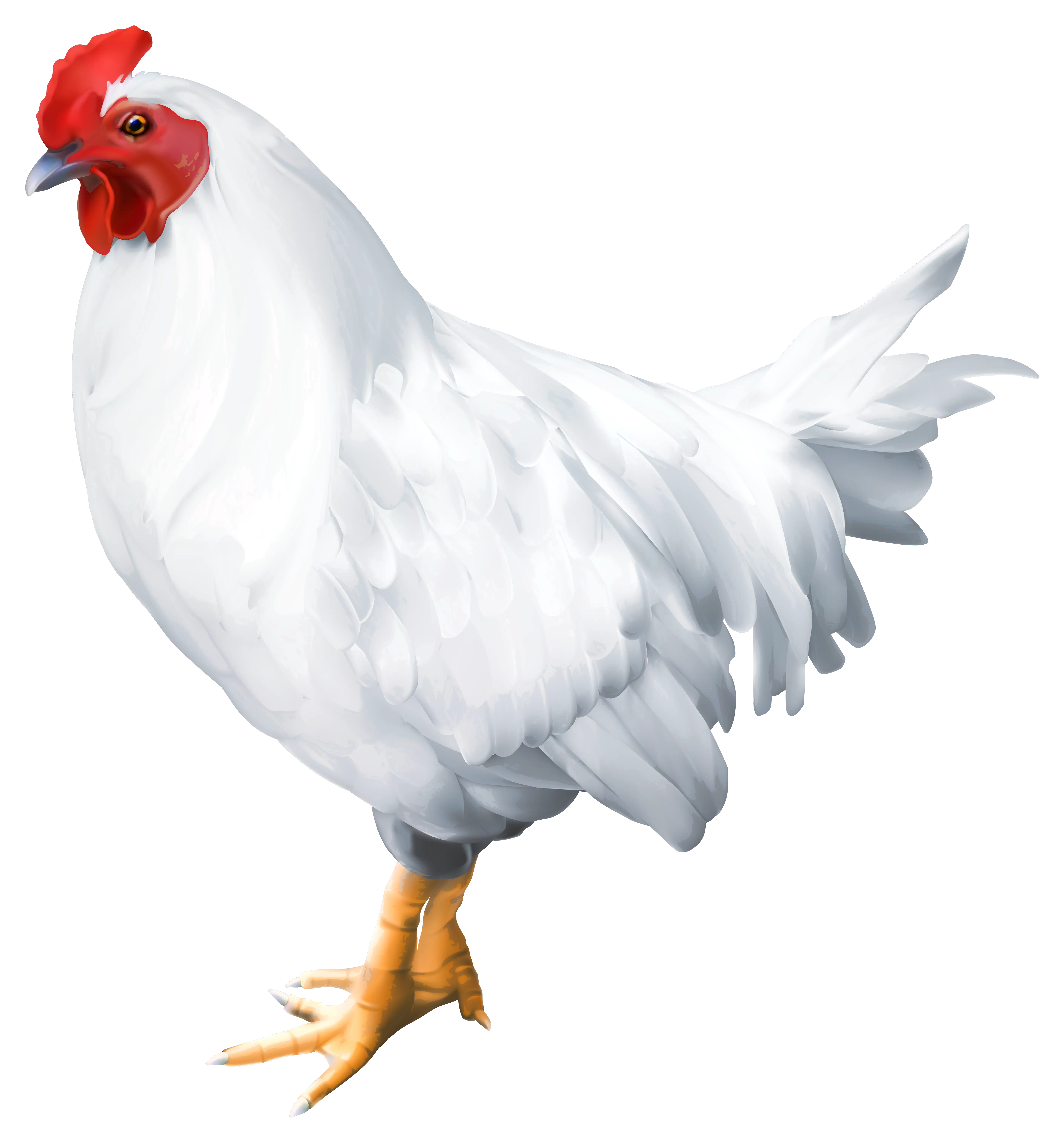 Pure White Rooster with Pristine Feathers