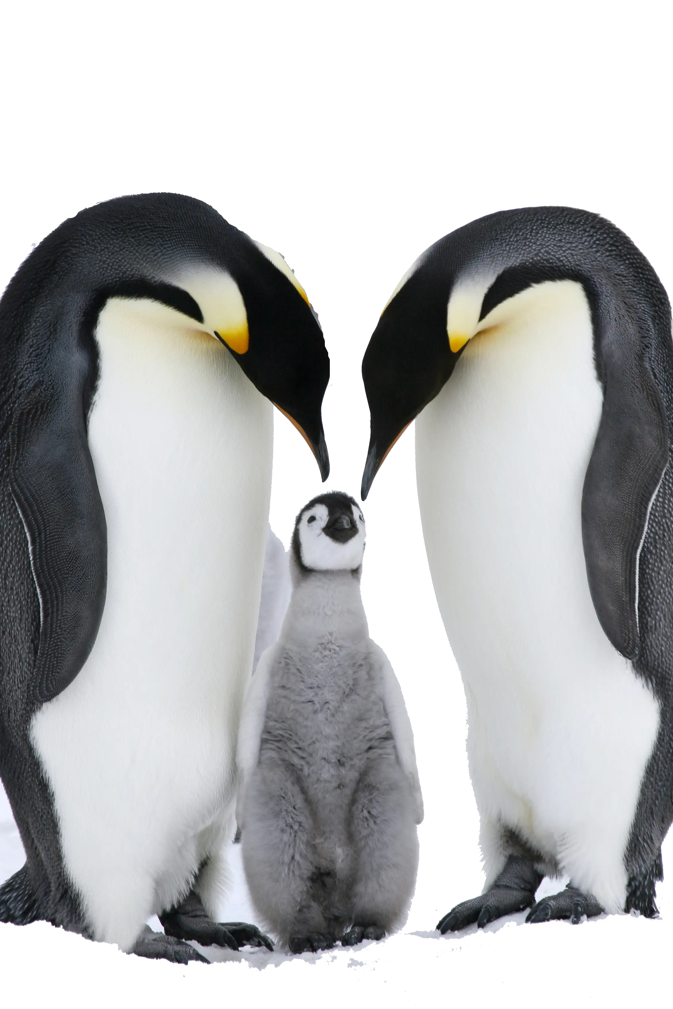 Penguin Family with Baby Penguin