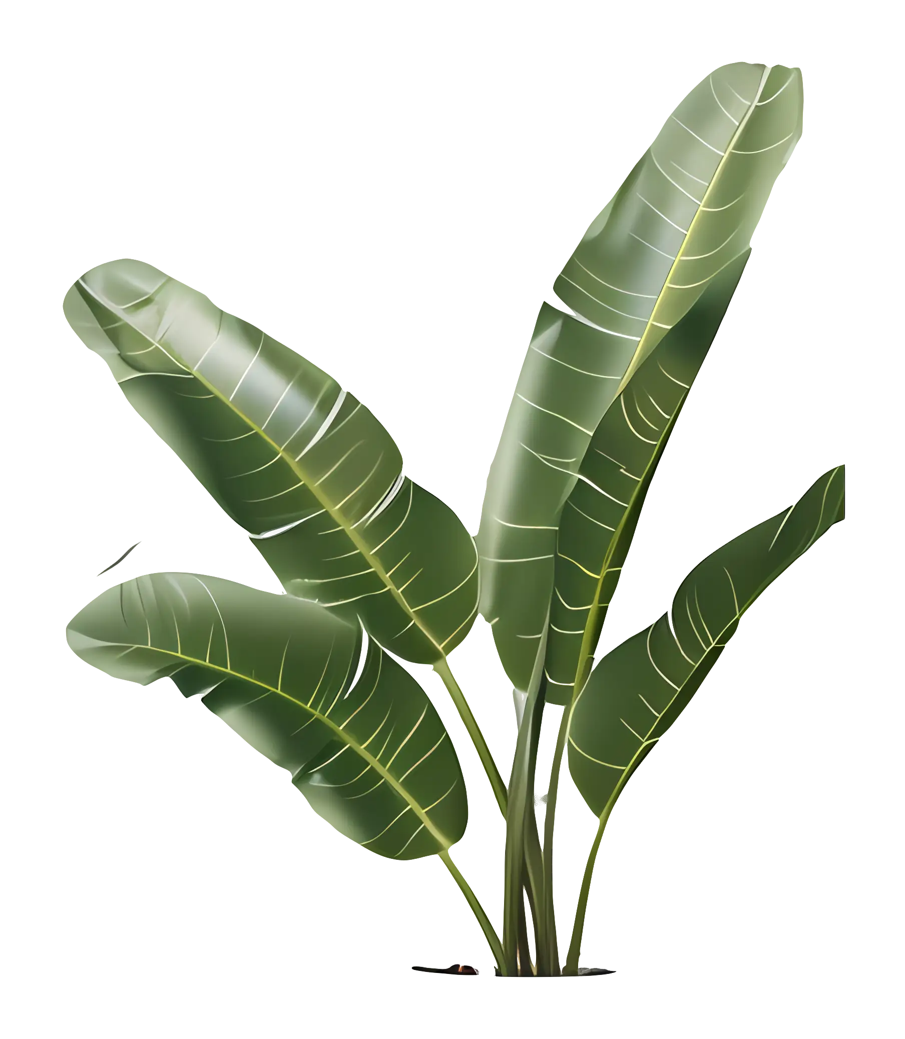 Tropical Green Plant Leaves Illustration