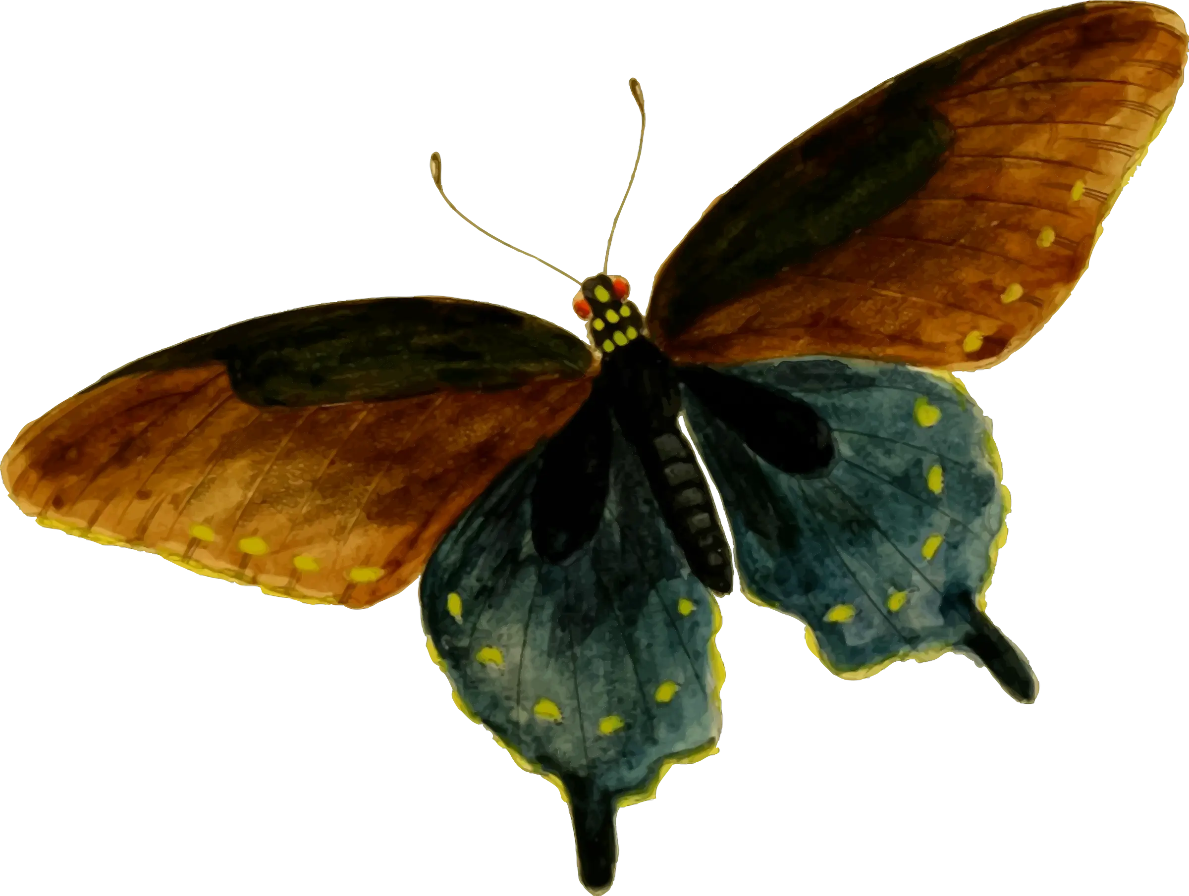 Multicolored Butterfly Illustration