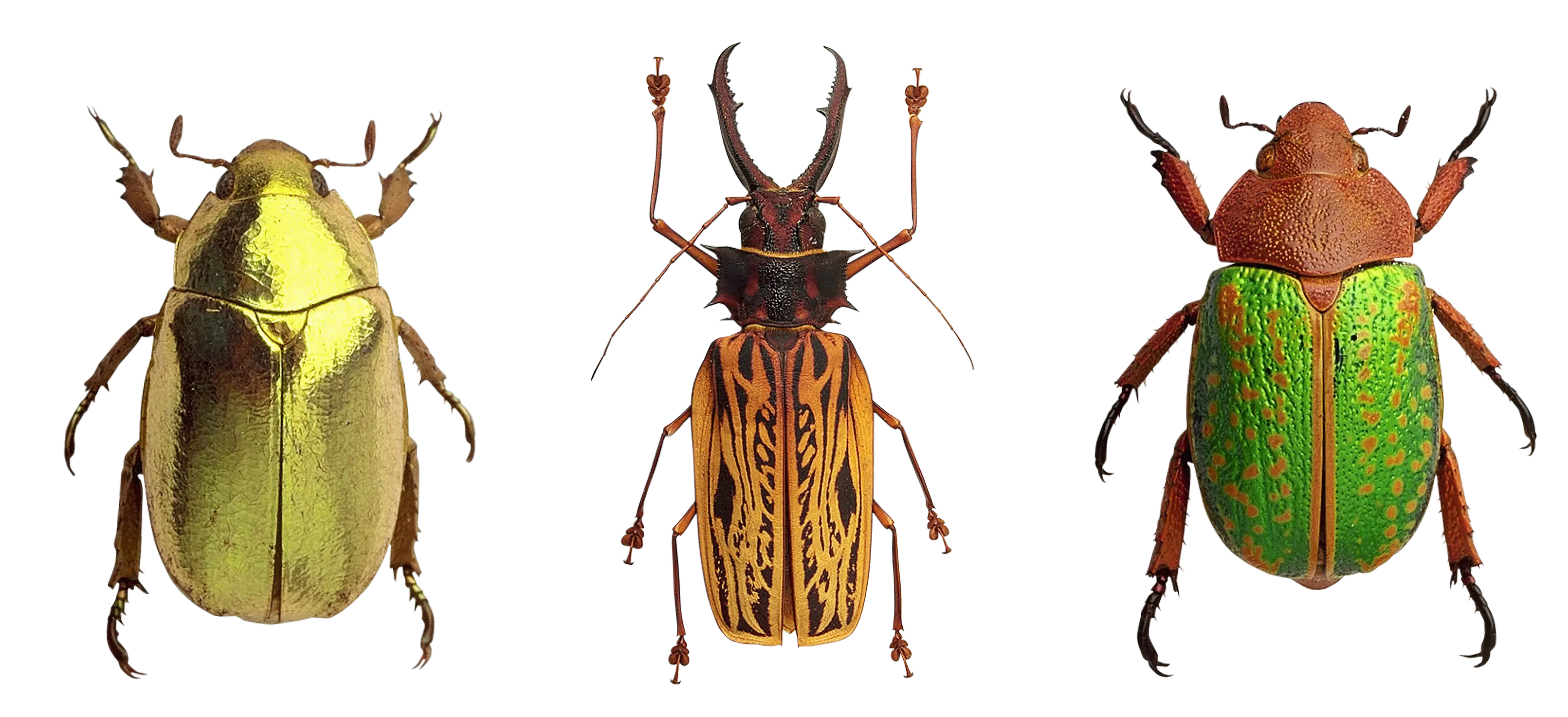 Colorful Beetles Collection