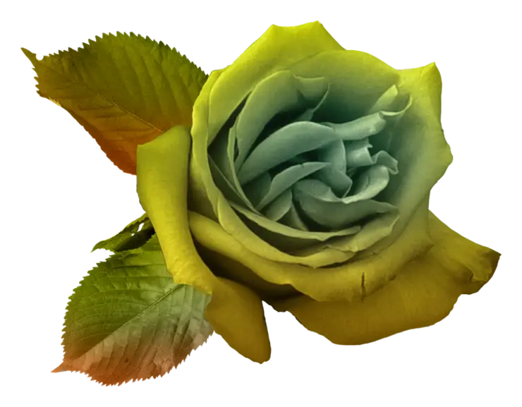 Green and Orange Rose Illustration