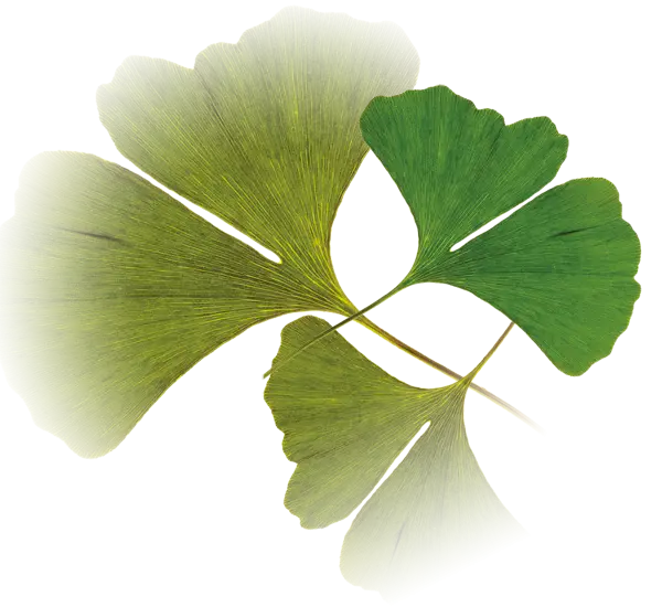 Green Leaves in Nature