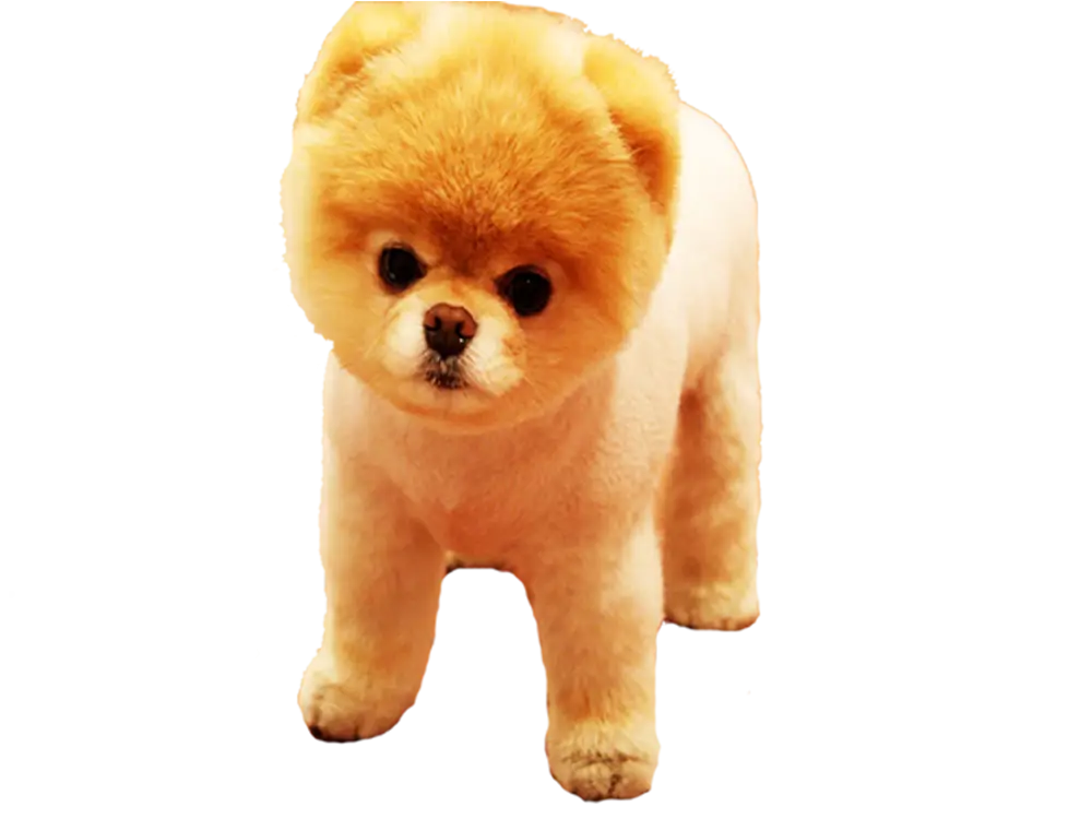 Cute Pomeranian Dog