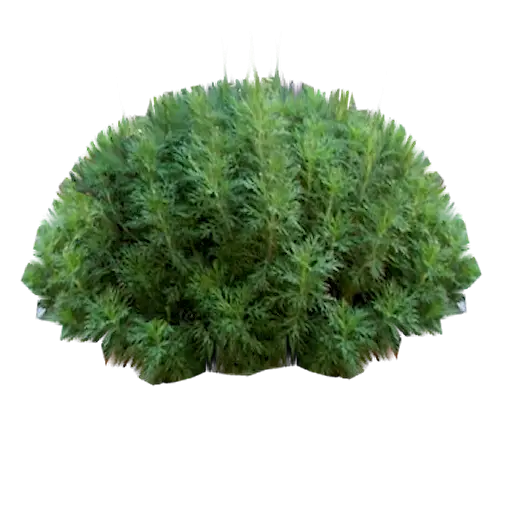 Green Bush