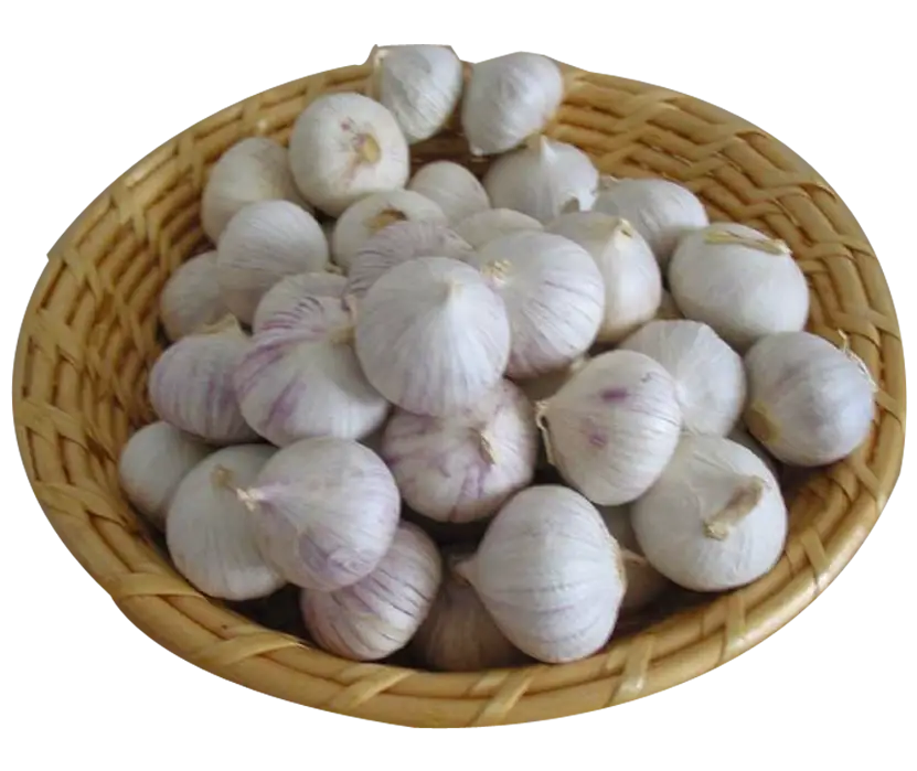 Basket of Garlic Bulbs