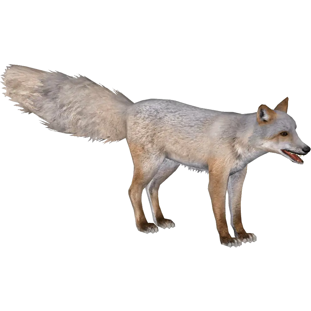 White Fox in the Wild