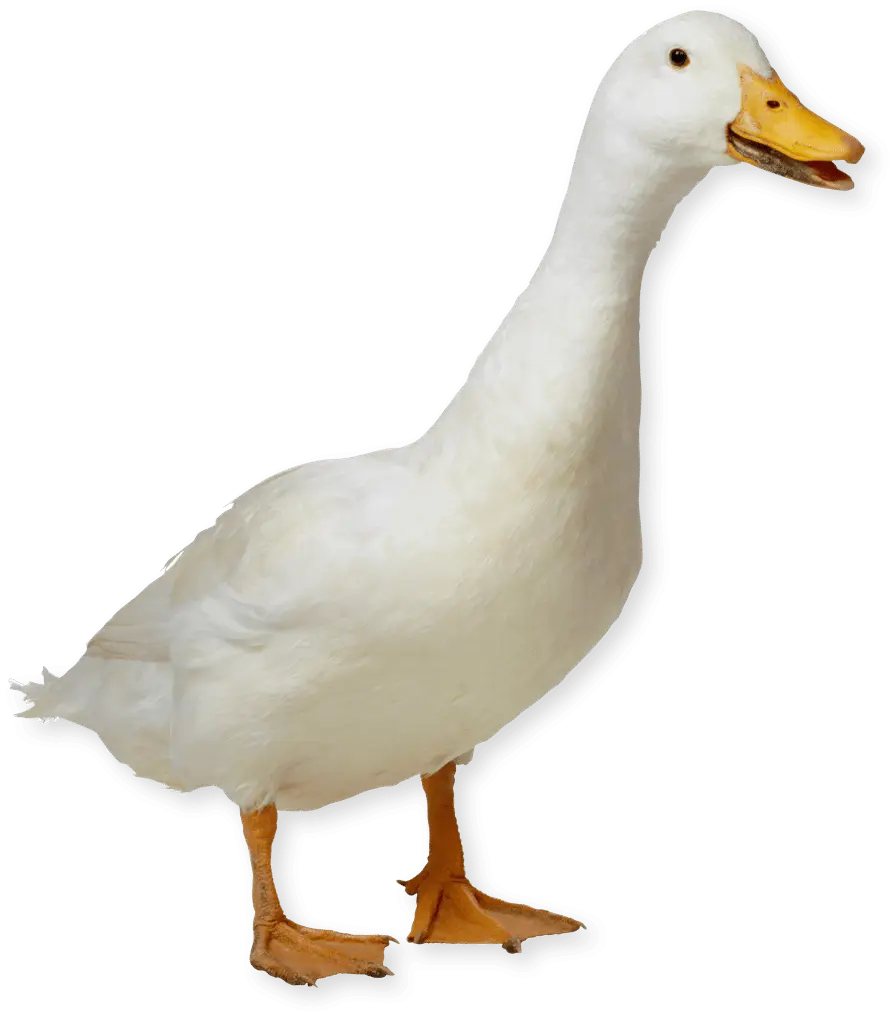 White Duck with Orange Beak Quacking