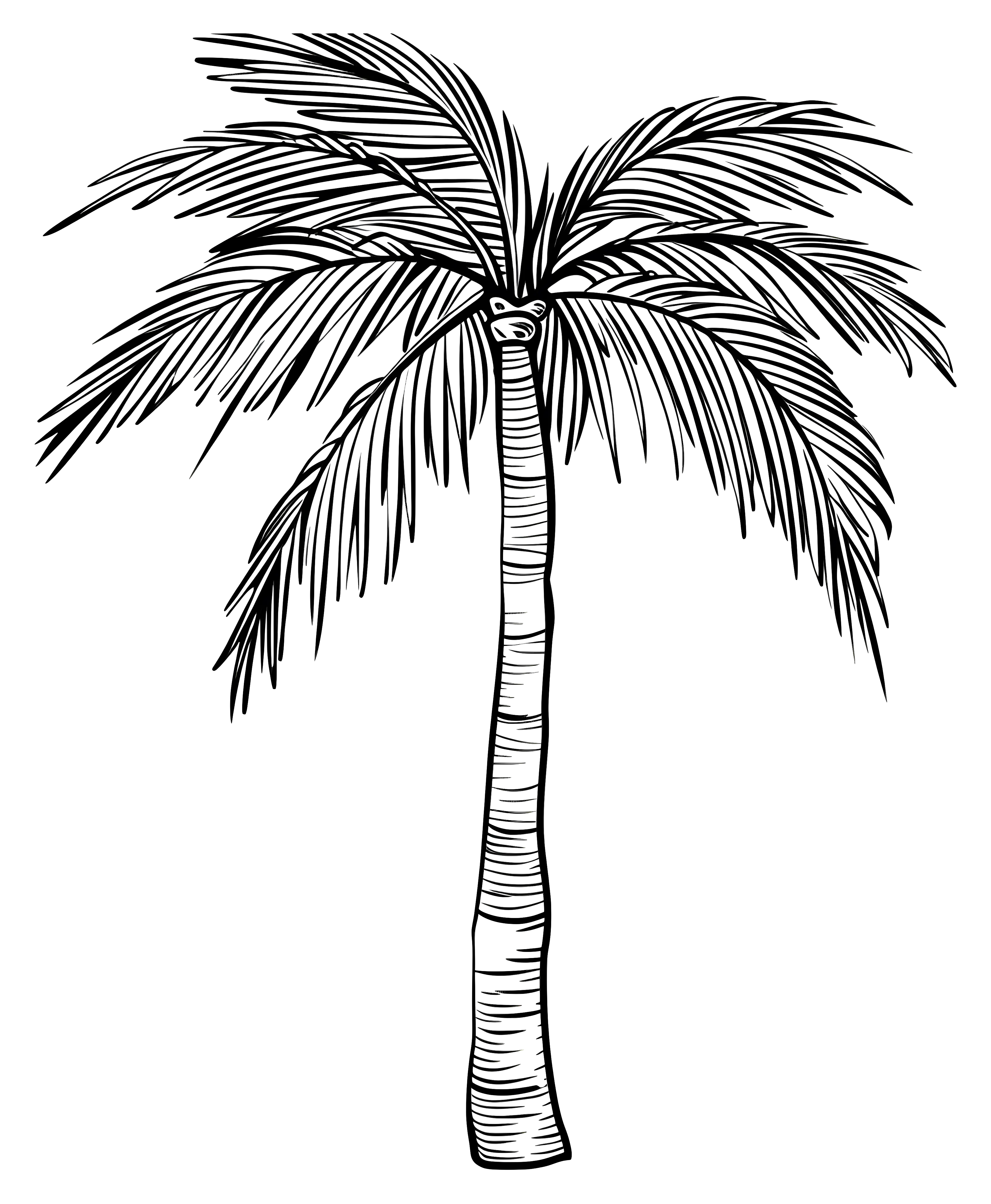 Hand-Drawn Tropical Palm Tree Illustration