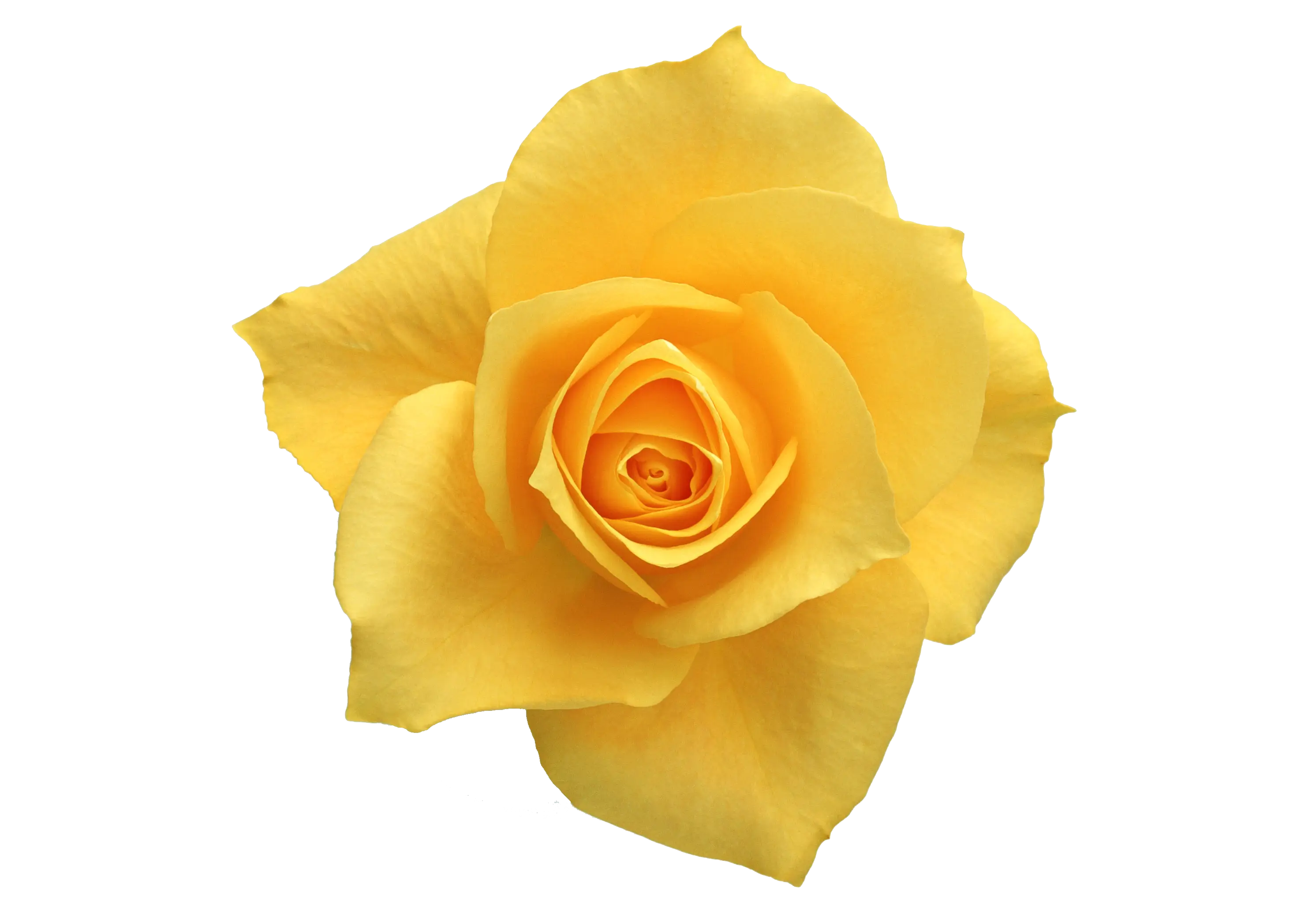 Yellow Rose Blossom with Bright Petals