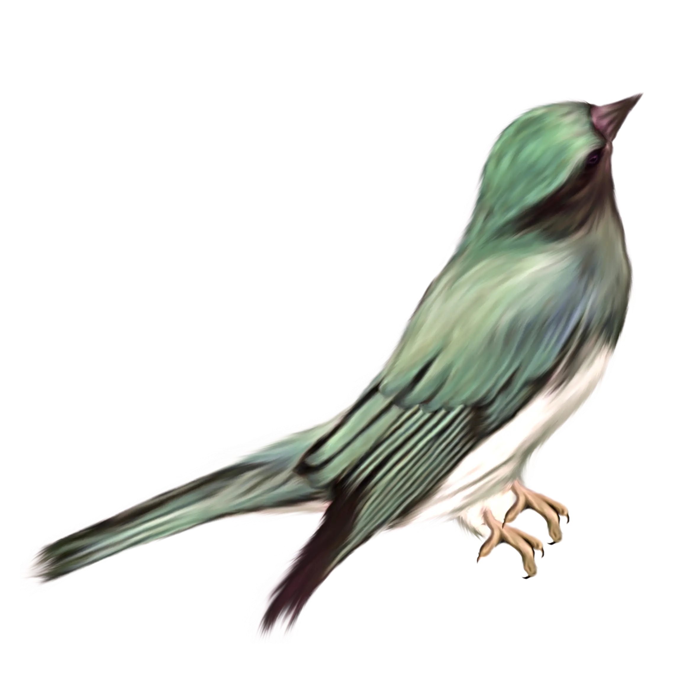Illustration of a Green Songbird