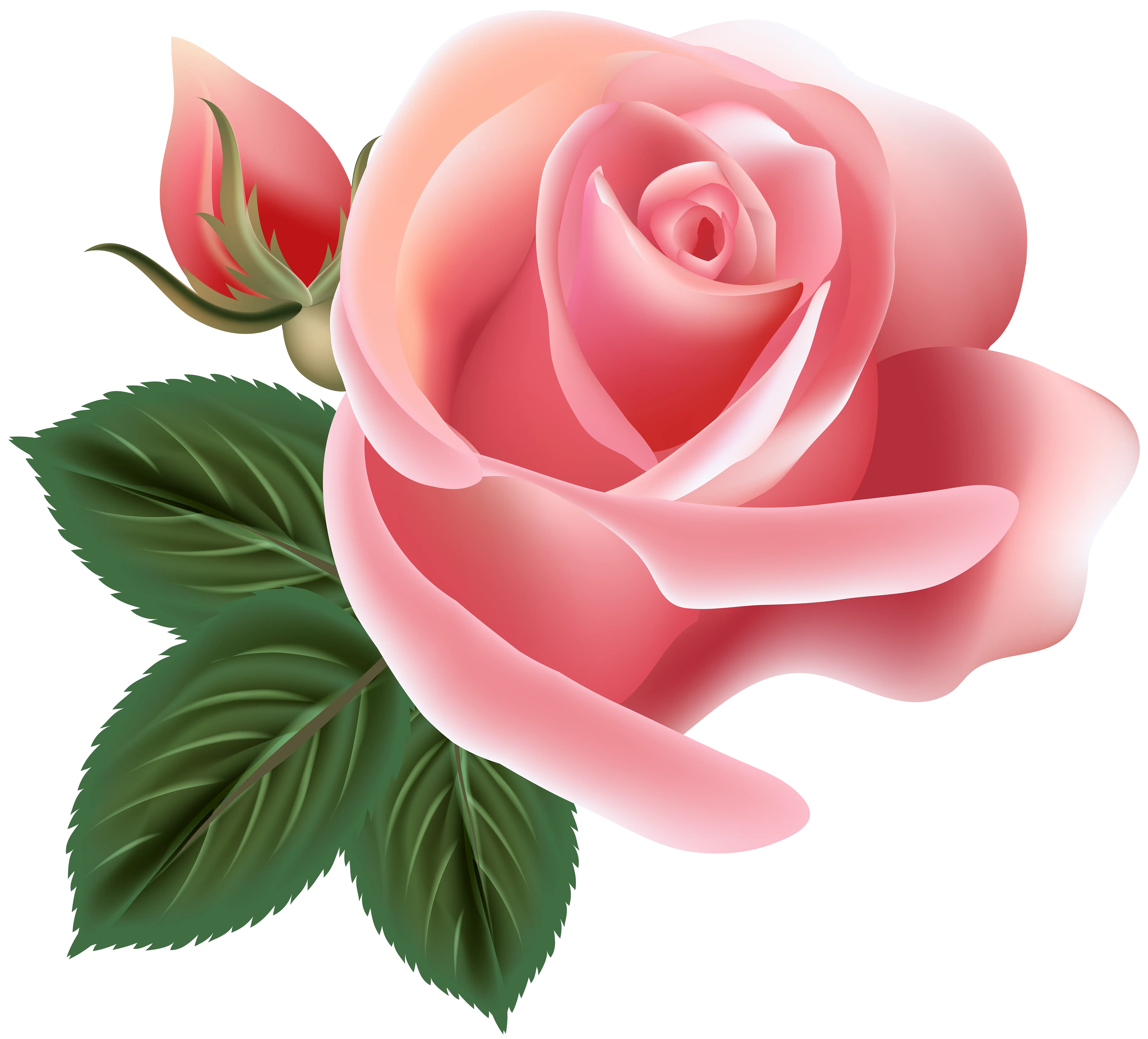 Blooming Pink Rose with Leaves