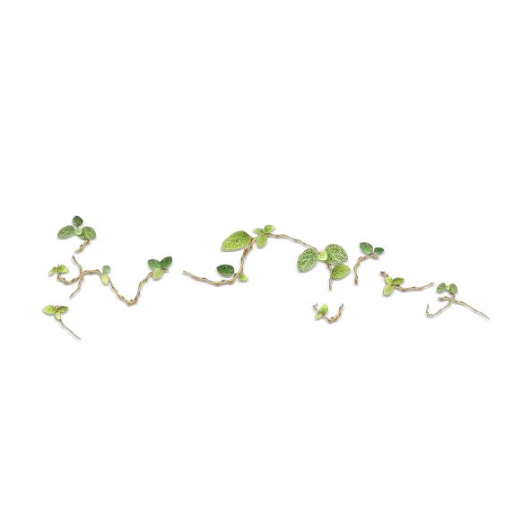 Green Vine with Leaves on Transparent Background
