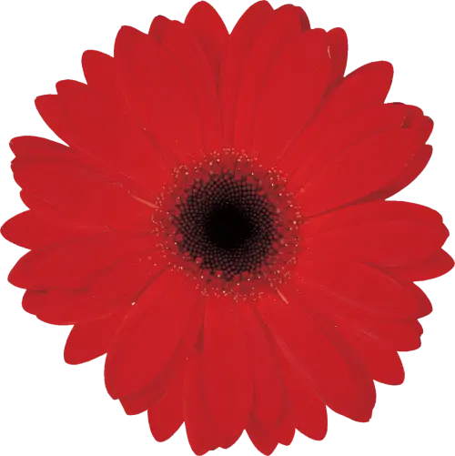 Close-up of Red Gerbera Flower