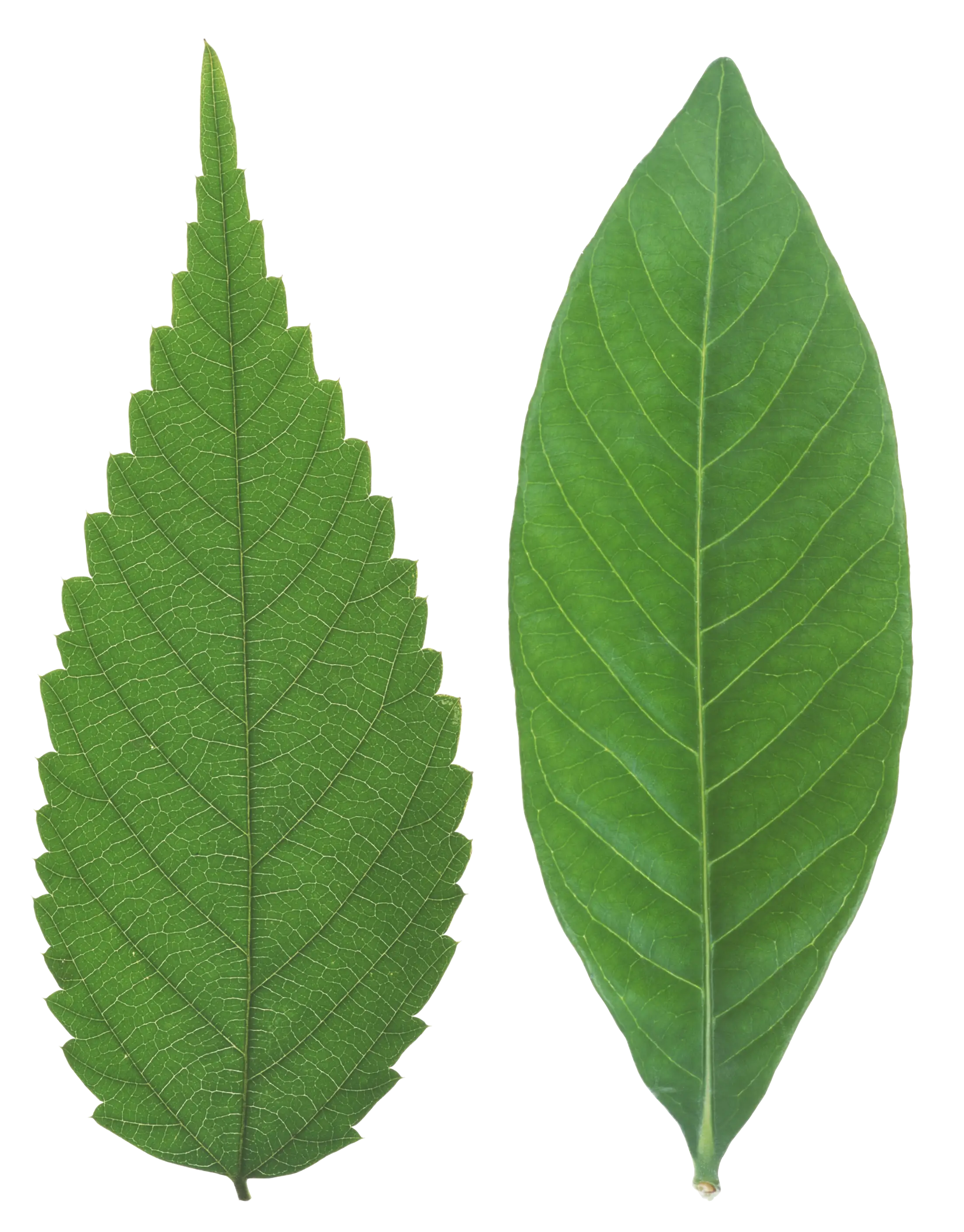 Detailed Green Leaves Illustration