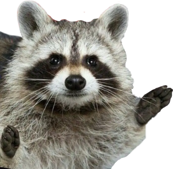 Cute Furry Raccoon
