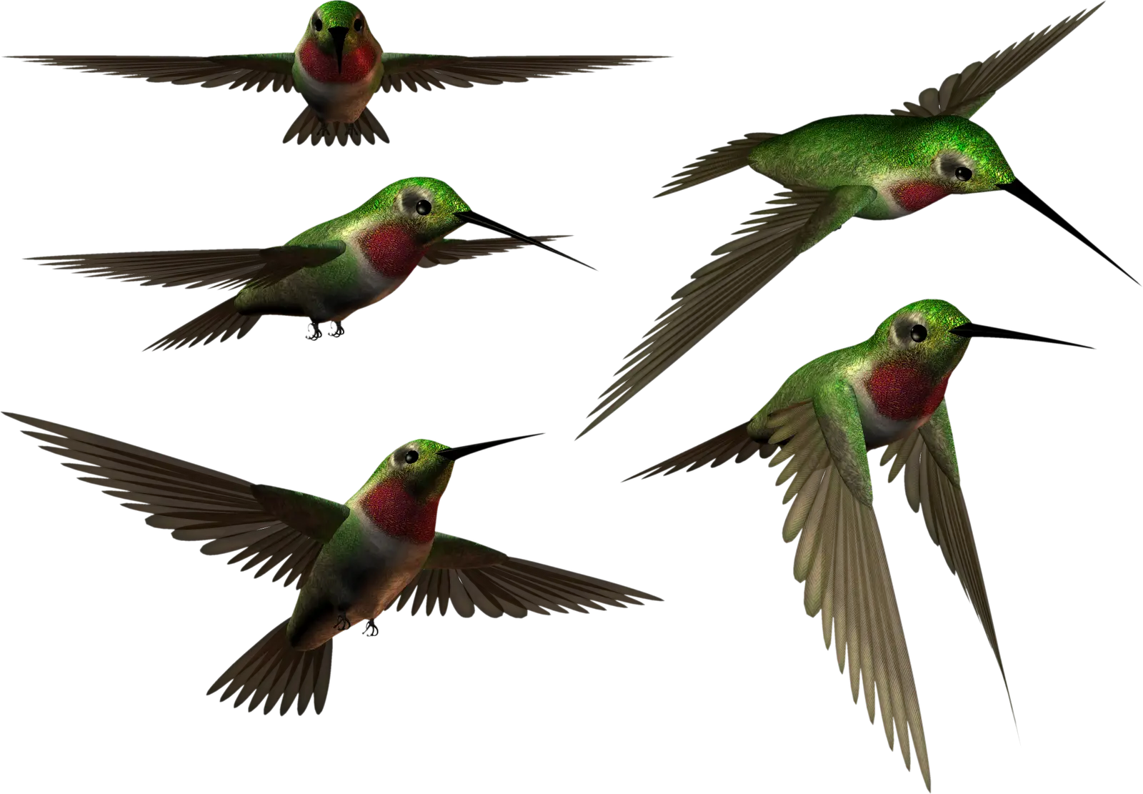 Hummingbirds in Flight