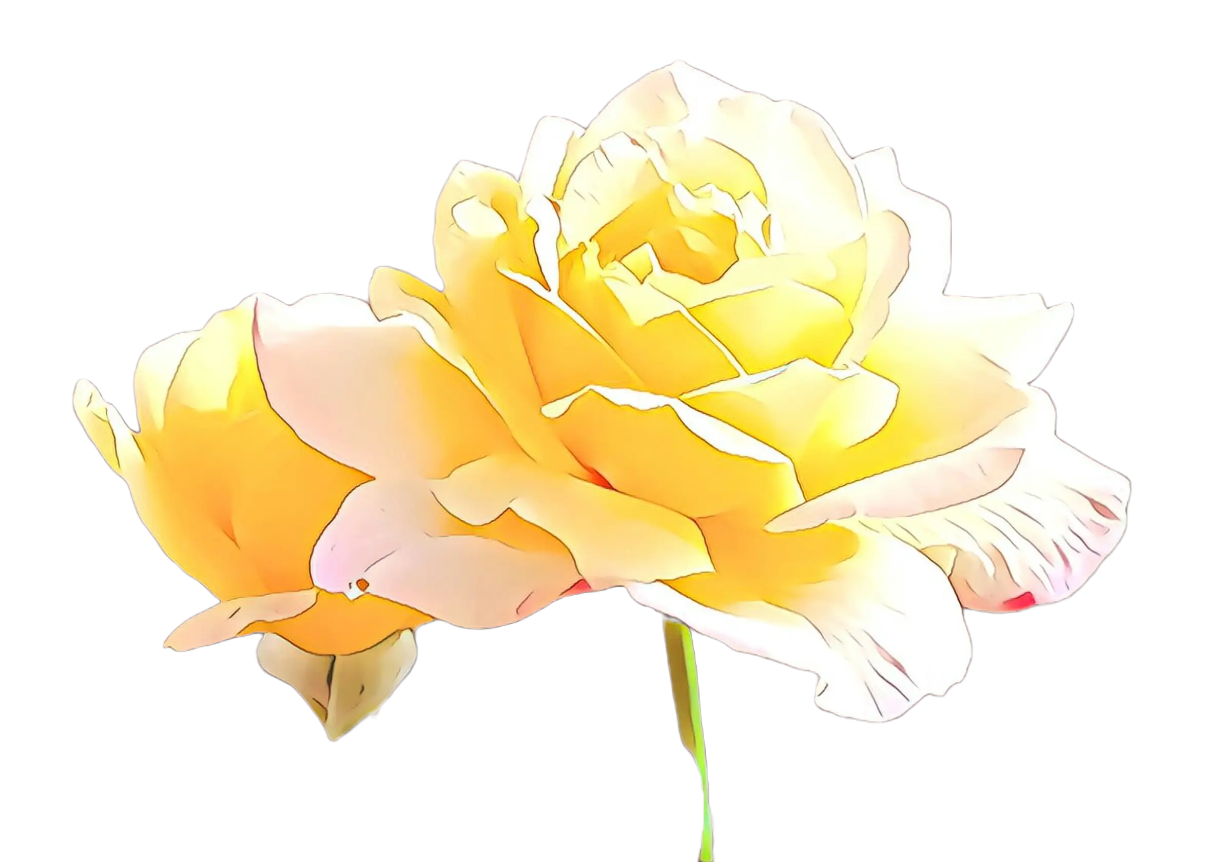 Bright Yellow Rose Flower Bloom