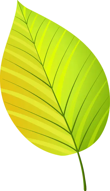 Green and Yellow Leaf in Autumn