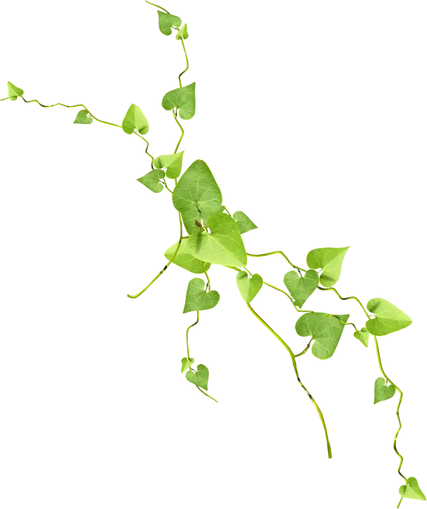 Green Climbing Ivy Plant