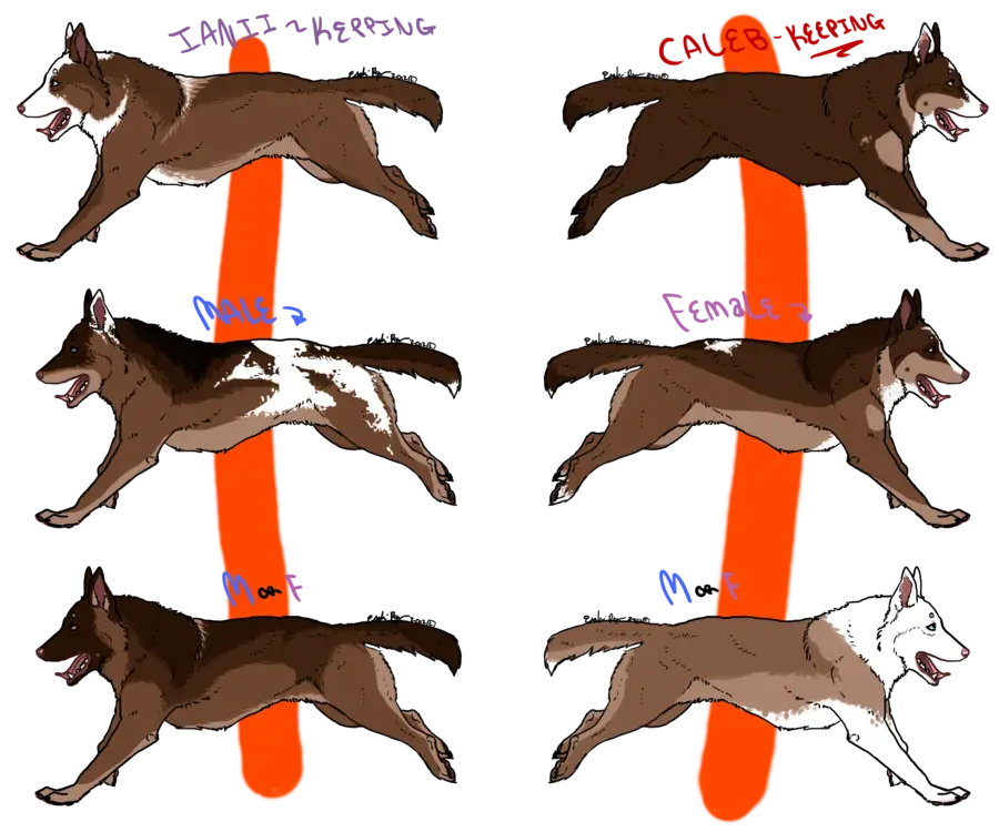 Running Dogs Illustration