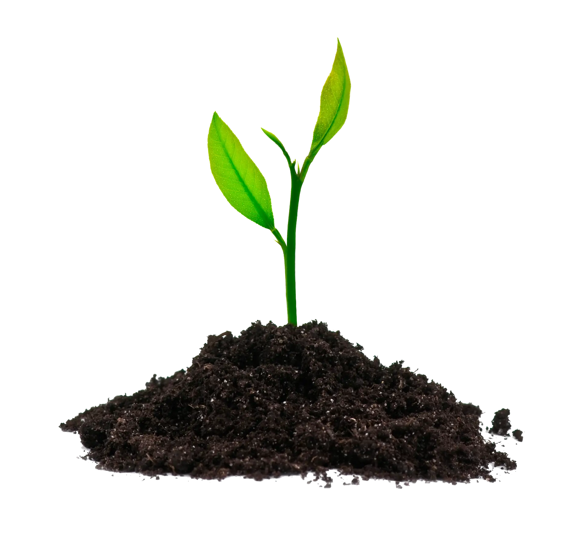 Green Sapling Emerging from Dark Soil