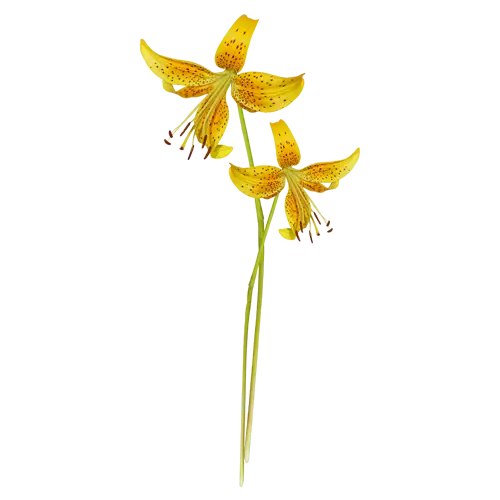 Yellow Flowers in Bloom
