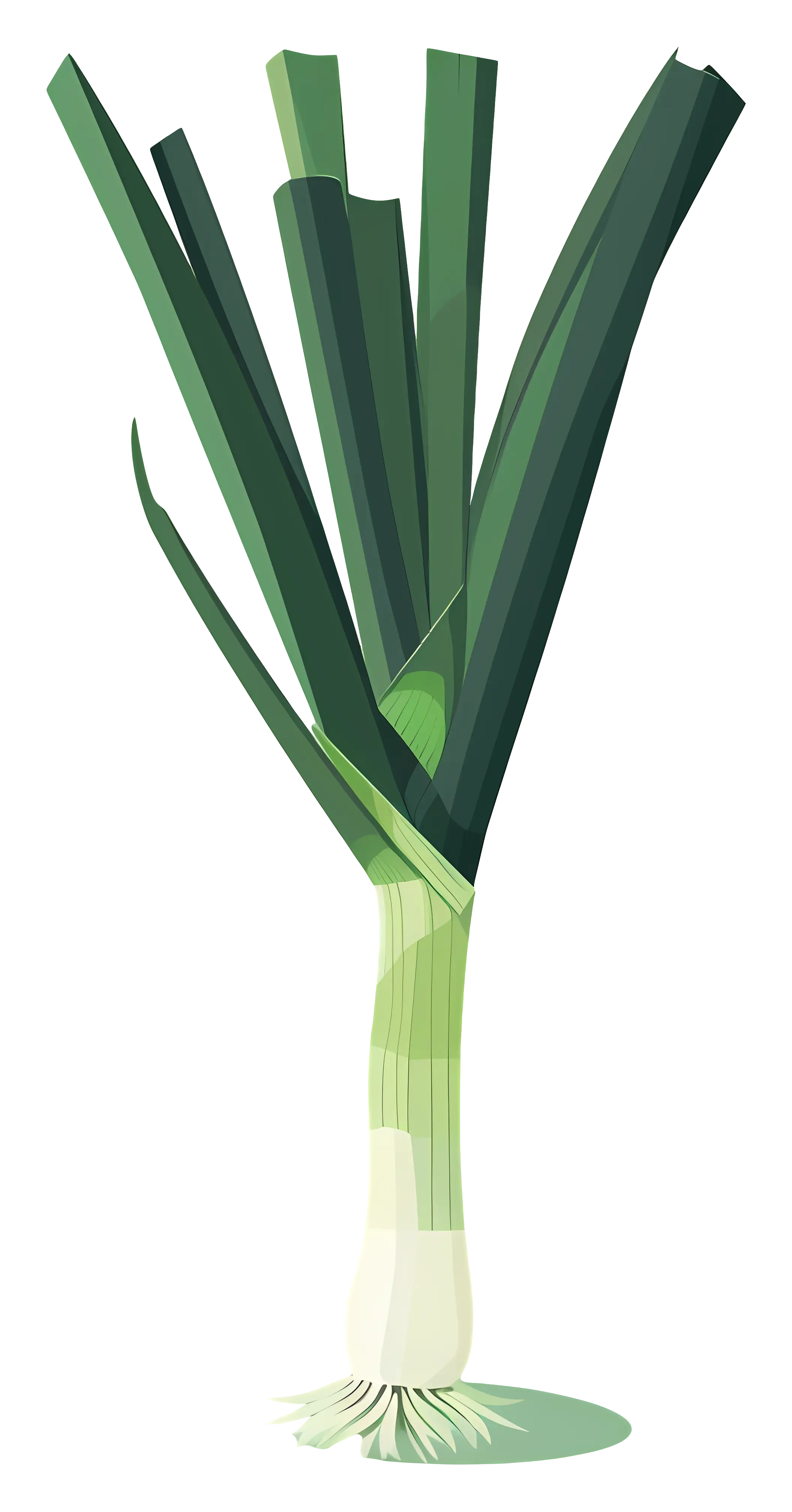 Fresh Green Leek Vegetable Illustration