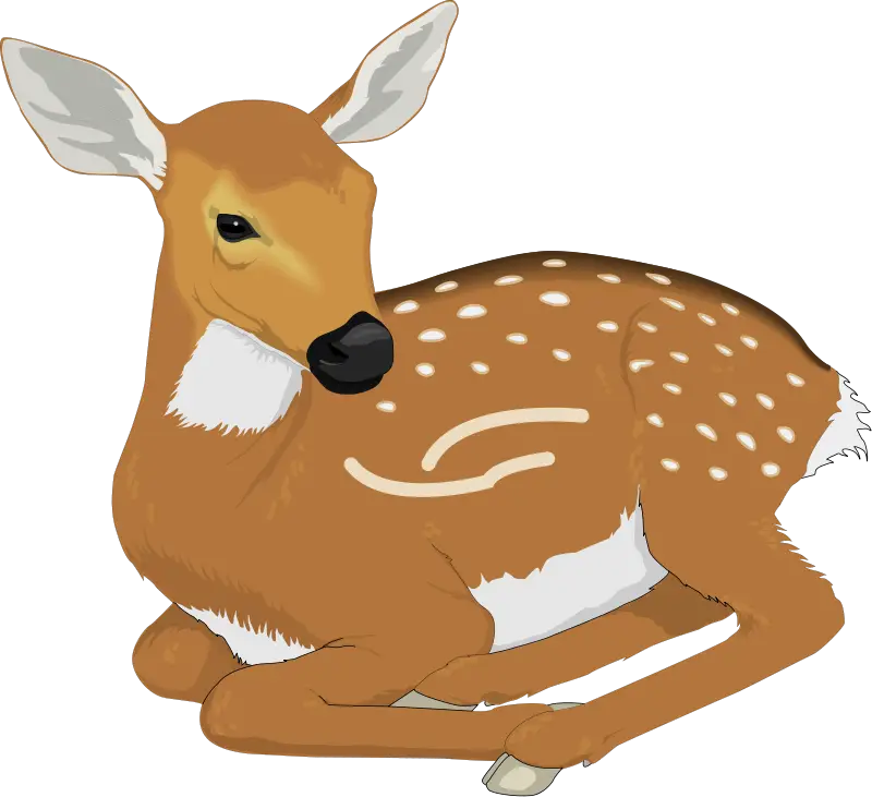 Cute Fawn with Spots