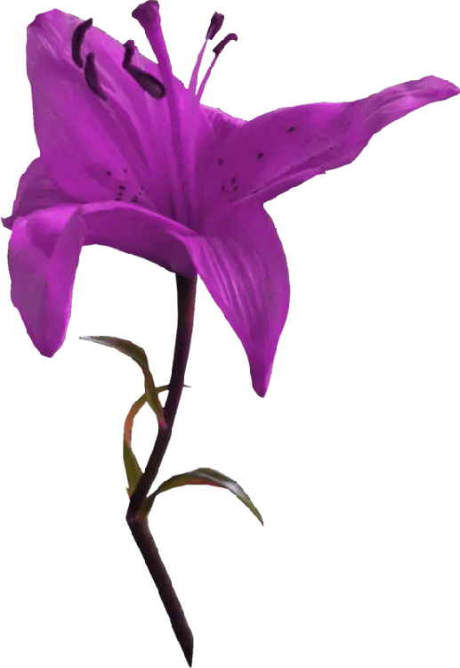 Vibrant Purple Lily Flower