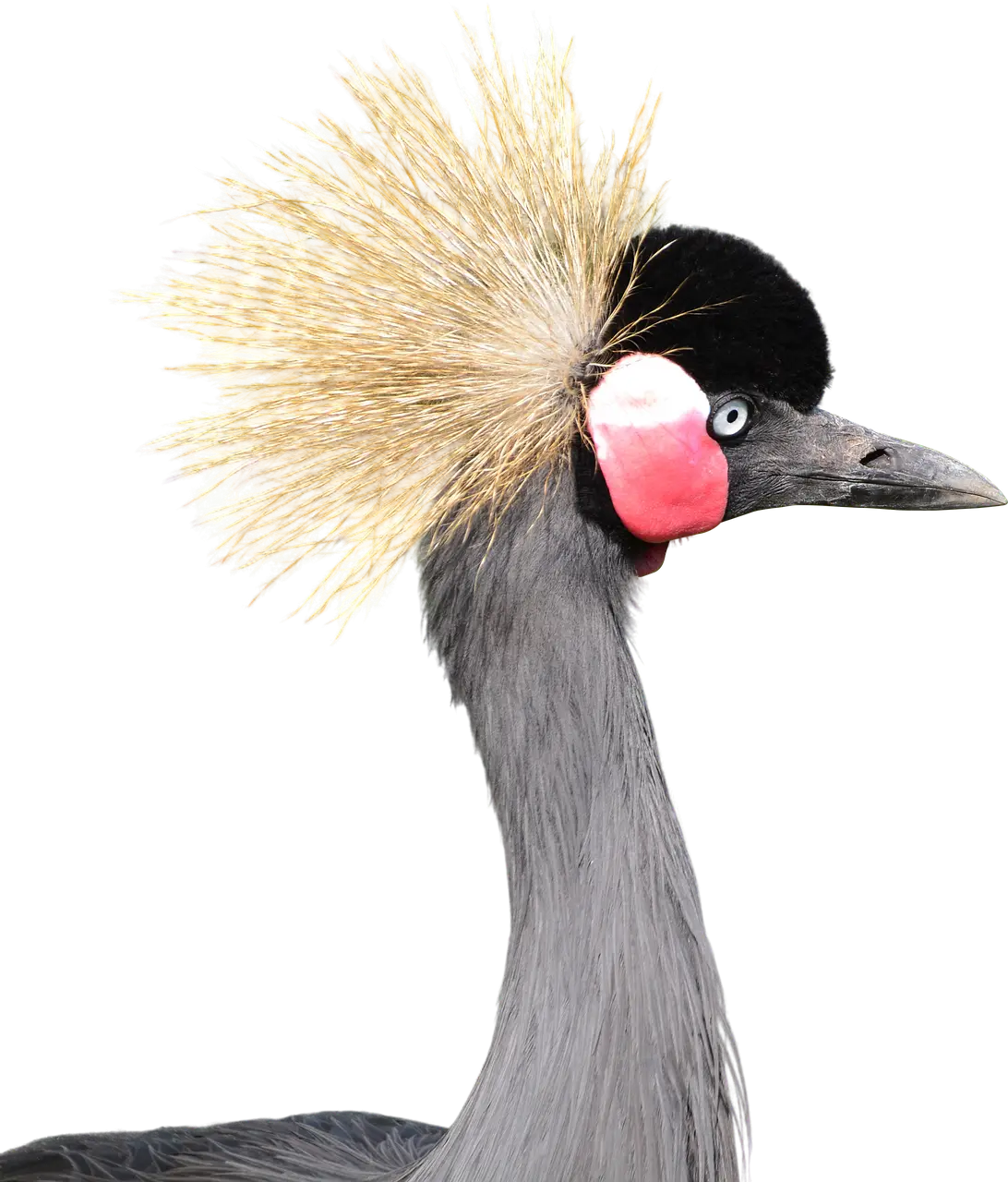 Exotic Bird with Colorful Feathers