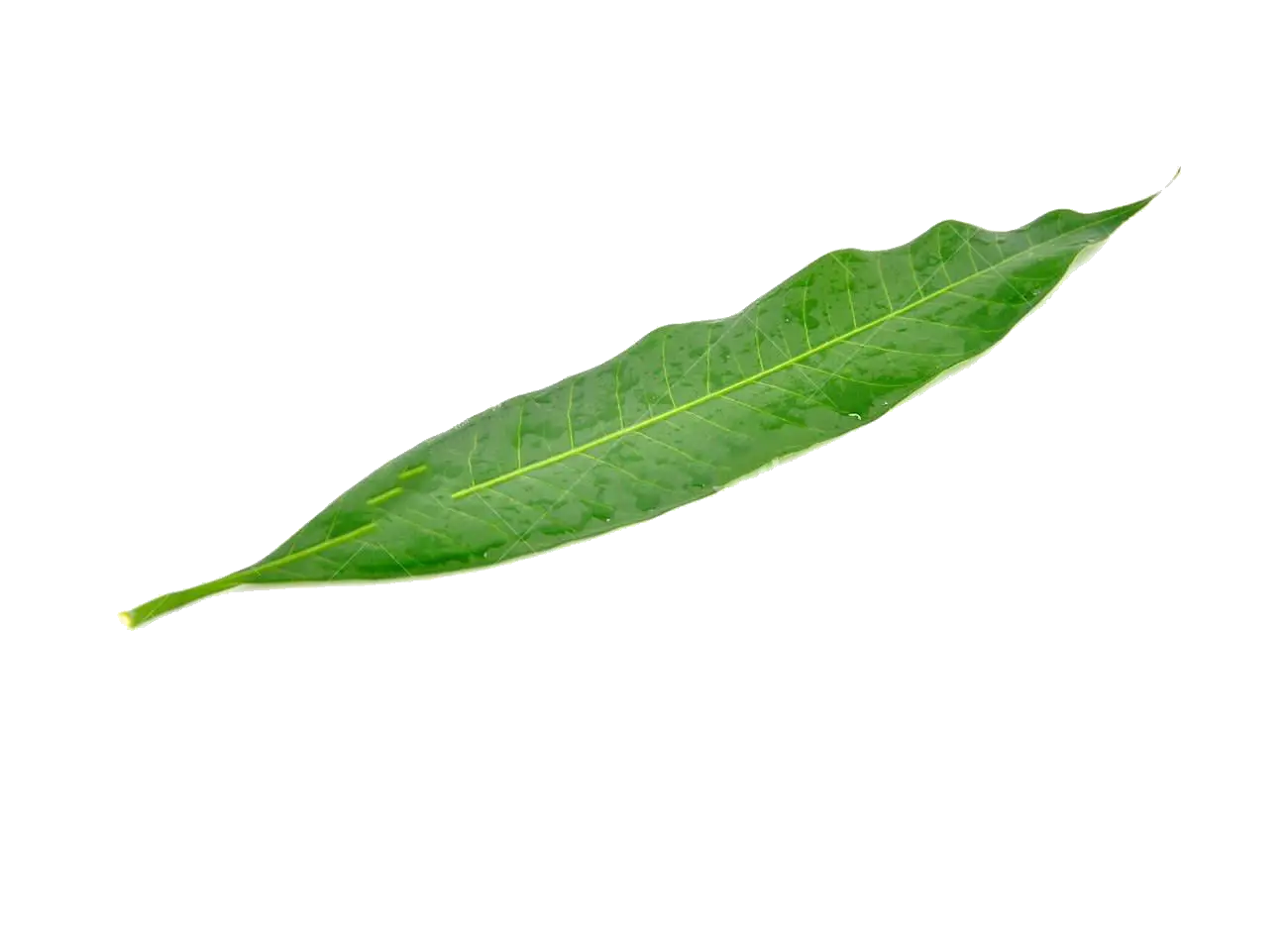 Green Leaf with Detailed Veins
