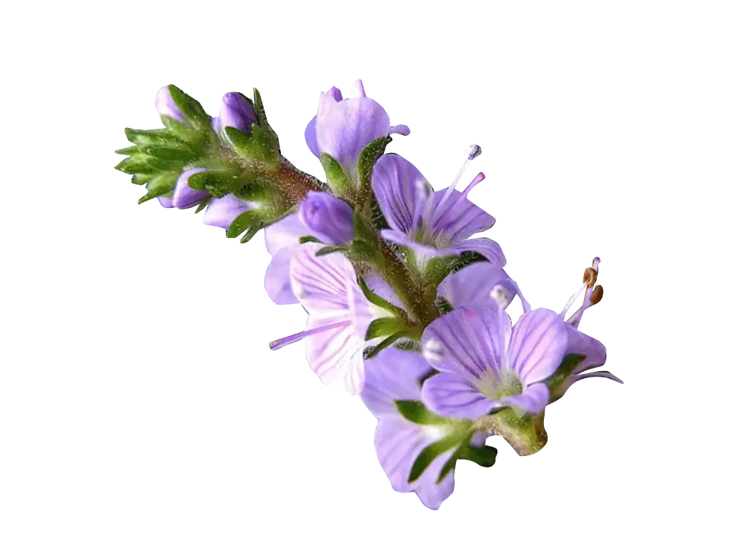 Purple Flower Blossom