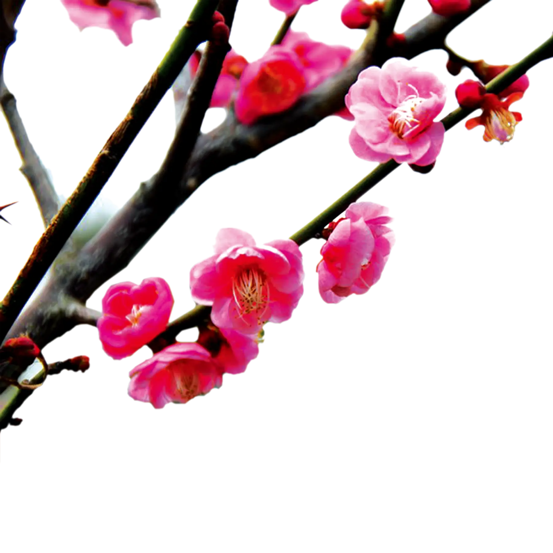 Beautiful Pink Blossoming Flowers