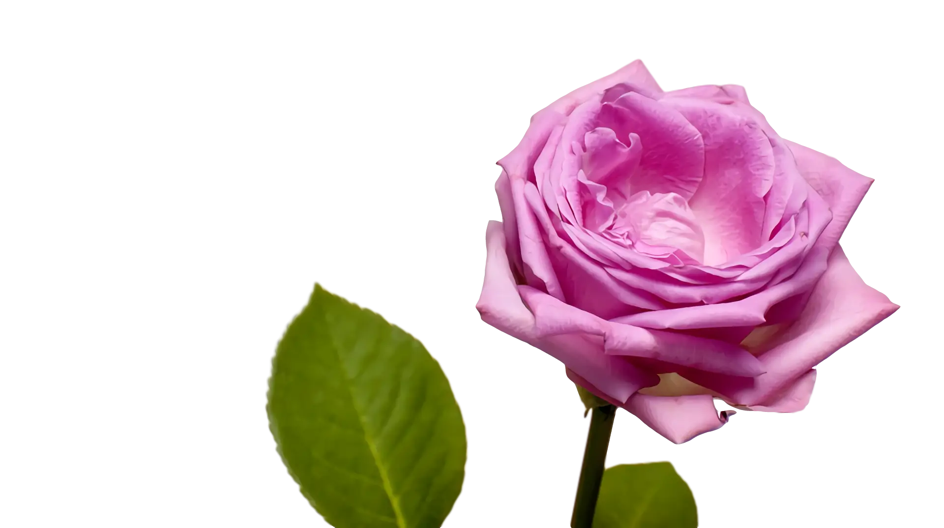 Delicate Pink Rose with Green Leaves
