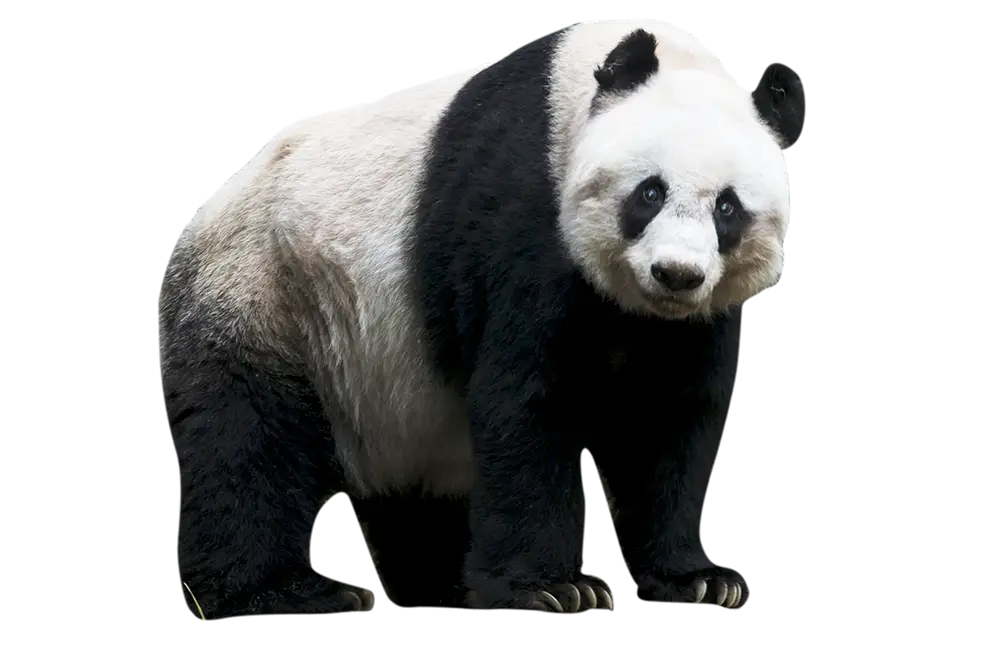 Adorable Black and White Panda