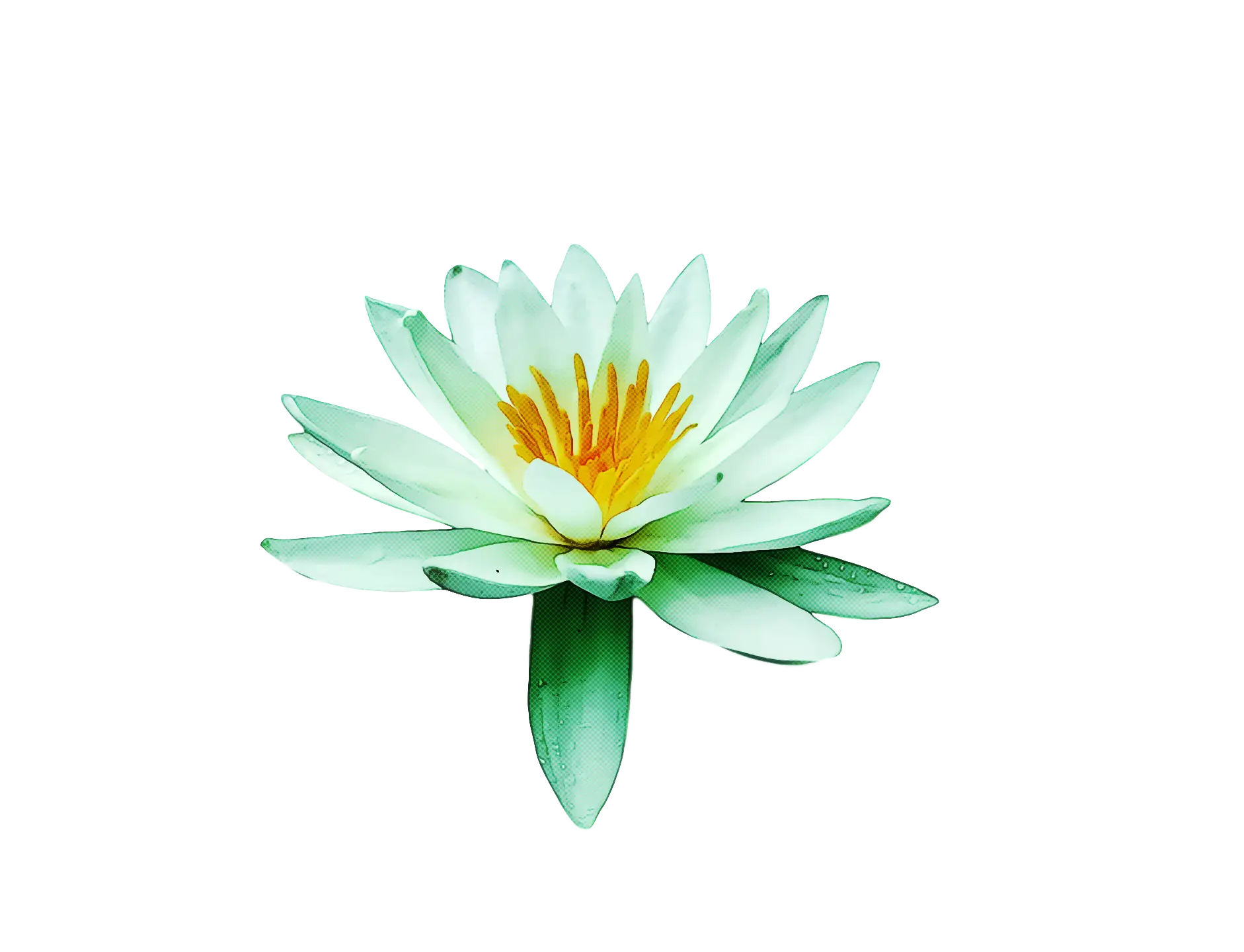 Beautiful White Water Lily with Yellow Center