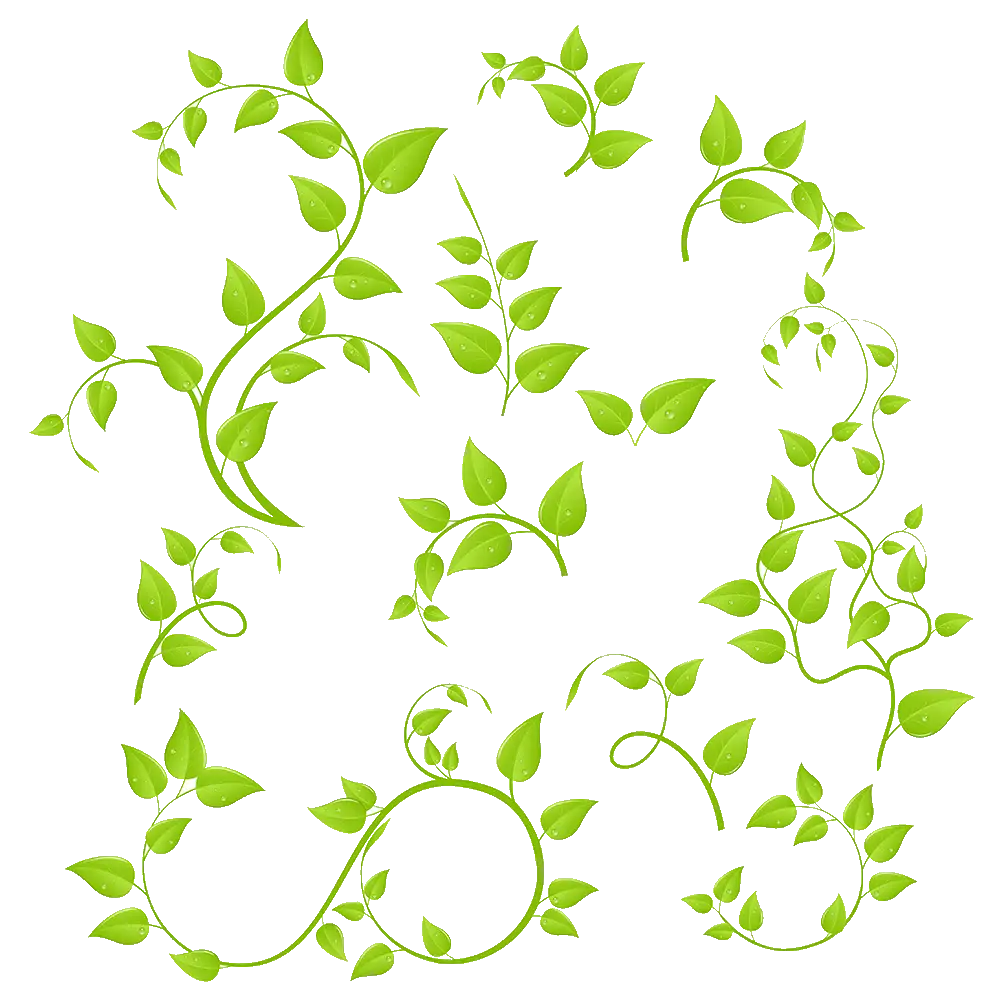 Elegant Green Leaf Vines Illustration