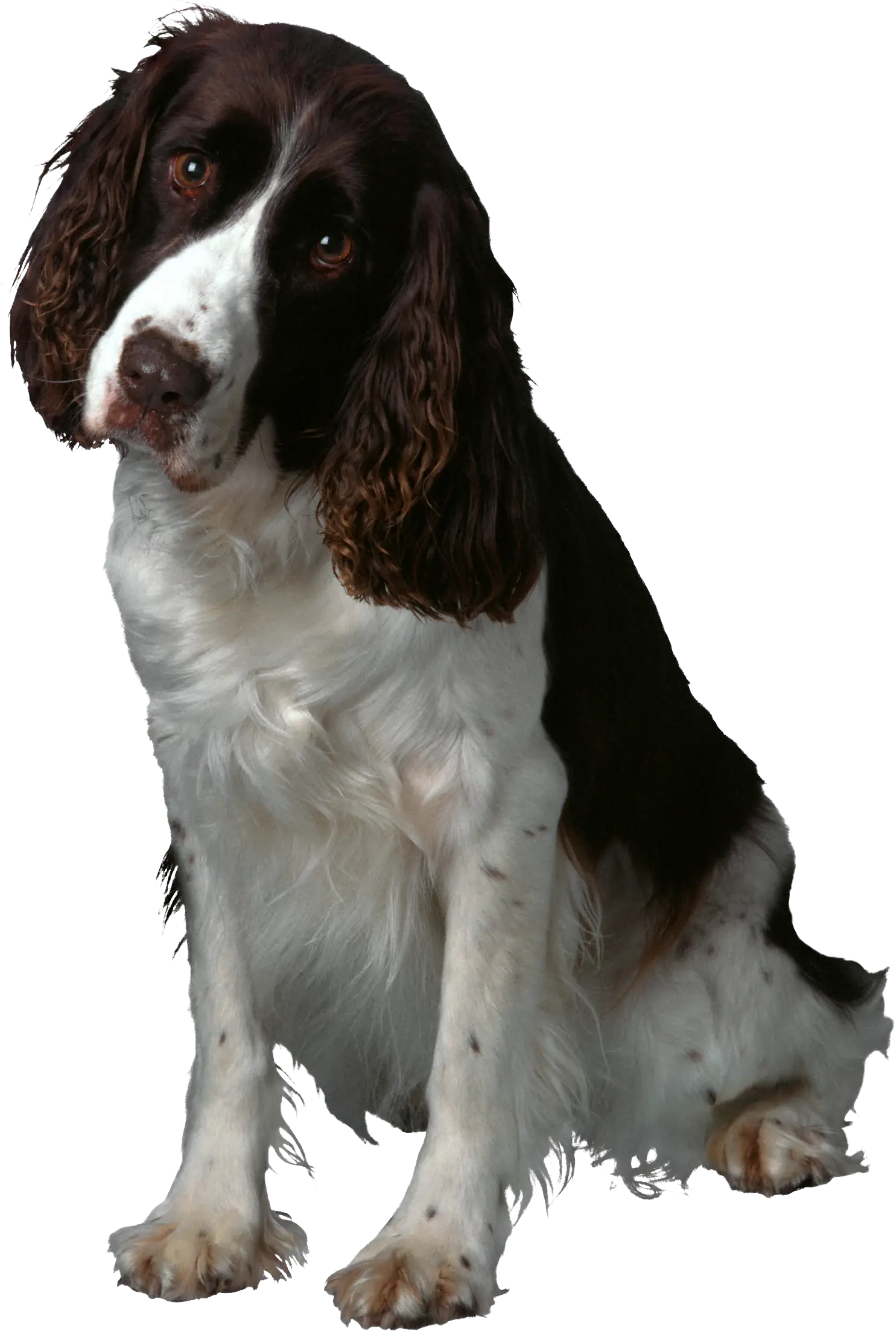 English Springer Spaniel Dog Portrait
